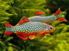 New !!! 1000 Pcs Underwater Aquatic Plants Seeds Moss Aquarium Plant Grass Seeds Fish Tank Landscape Ornamental Decor