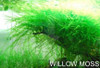 New !!! 1000 Pcs Underwater Aquatic Plants Seeds Moss Aquarium Plant Grass Seeds Fish Tank Landscape Ornamental Decor