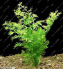 New !!! 1000 Pcs Underwater Aquatic Plants Seeds Moss Aquarium Plant Grass Seeds Fish Tank Landscape Ornamental Decor