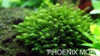 New !!! 1000 Pcs Underwater Aquatic Plants Seeds Moss Aquarium Plant Grass Seeds Fish Tank Landscape Ornamental Decor