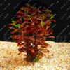 New !!! 1000 Pcs Underwater Aquatic Plants Seeds Moss Aquarium Plant Grass Seeds Fish Tank Landscape Ornamental Decor