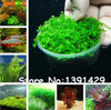 New !!! 1000 Pcs Underwater Aquatic Plants Seeds Moss Aquarium Plant Grass Seeds Fish Tank Landscape Ornamental Decor