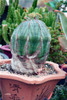 New ! 20 Pcs/Bag Succulents Seeds Echinopsis Tubiflora, Flowering Cactus Seeds, Rare Flower Cactus, Office Mini Plant Succulent
