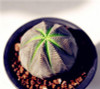 New ! 20 Pcs/Bag Succulents Seeds Echinopsis Tubiflora, Flowering Cactus Seeds, Rare Flower Cactus, Office Mini Plant Succulent