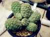 New ! 20 Pcs/Bag Succulents Seeds Echinopsis Tubiflora, Flowering Cactus Seeds, Rare Flower Cactus, Office Mini Plant Succulent