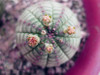 New ! 20 Pcs/Bag Succulents Seeds Echinopsis Tubiflora, Flowering Cactus Seeds, Rare Flower Cactus, Office Mini Plant Succulent