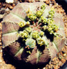 New ! 20 Pcs/Bag Succulents Seeds Echinopsis Tubiflora, Flowering Cactus Seeds, Rare Flower Cactus, Office Mini Plant Succulent
