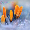 Netherlands Saffron Flower Seeds Rare Diy Plant Bonsai * Organic Garden Semillas Flowering Plants Sementes 100 Particles / Lot