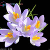 Netherlands Saffron Flower Seeds Rare Diy Plant Bonsai * Organic Garden Semillas Flowering Plants Sementes 100 Particles / Lot