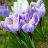 Netherlands Saffron Flower Seeds Rare Diy Plant Bonsai * Organic Garden Semillas Flowering Plants Sementes 100 Particles / Lot