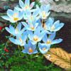 Netherlands Saffron Flower Seeds Rare Diy Plant Bonsai * Organic Garden Semillas Flowering Plants Sementes 100 Particles / Lot