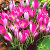 Netherlands Saffron Flower Seeds Rare Diy Plant Bonsai * Organic Garden Semillas Flowering Plants Sementes 100 Particles / Lot