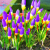 Netherlands Saffron Flower Seeds Rare Diy Plant Bonsai * Organic Garden Semillas Flowering Plants Sementes 100 Particles / Lot