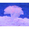 Sucker Coral Aquarium Artificial Coral Silicone Plant With Sucker Ornament Water Landscape Decor Fish Tank Aquarium Accessories