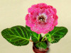 Gloxinia Seeds Perennial Bonsai Balcony Flower Garden Decoration Bonsai Planting Fast Grow Flower Seeds 100 Pcs Gloxinia Seeds Perennial Bonsai Balcony Flower Garden Decoration Bonsai Planting Fast Grow Flower Seeds 100 Pcs