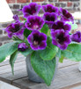 Gloxinia Seeds Perennial Bonsai Balcony Flower Garden Decoration Bonsai Planting Fast Grow Flower Seeds 100 Pcs Gloxinia Seeds Perennial Bonsai Balcony Flower Garden Decoration Bonsai Planting Fast Grow Flower Seeds 100 Pcs