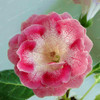 Gloxinia Seeds Perennial Bonsai Balcony Flower Garden Decoration Bonsai Planting Fast Grow Flower Seeds 100 Pcs Gloxinia Seeds Perennial Bonsai Balcony Flower Garden Decoration Bonsai Planting Fast Grow Flower Seeds 100 Pcs