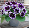 Gloxinia Seeds Perennial Bonsai Balcony Flower Garden Decoration Bonsai Planting Fast Grow Flower Seeds 100 Pcs Gloxinia Seeds Perennial Bonsai Balcony Flower Garden Decoration Bonsai Planting Fast Grow Flower Seeds 100 Pcs