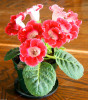 Gloxinia Seeds Perennial Bonsai Balcony Flower Garden Decoration Bonsai Planting Fast Grow Flower Seeds 100 Pcs Gloxinia Seeds Perennial Bonsai Balcony Flower Garden Decoration Bonsai Planting Fast Grow Flower Seeds 100 Pcs