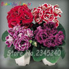 Gloxinia Seeds, Potted Flower Seeds Perennial Flowering Plants Sinningia Speciosa Bonsai Balcony Flower Seeds 50 pcs/pack
