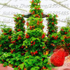 600 PCS Red giant Climbing Strawberry Seeds Fruit Seeds For Home &amp; Garden DIY rare seeds for bonsai Free Shipping
