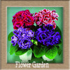 Best-Selling!9 Colors Gloxinia Seeds Perennial Flowering Plants Sinningia Speciosa Bonsai Balcony,100 PCS/Bag,#XV6RKP