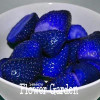 Best-Selling!50 PCS/Lot Blue Rare Fruits And Vegetables Strawberry Seeds Home Garden Fruits Potted Plant,#VYO7Y1
