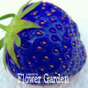 Best-Selling!50 PCS/Lot Blue Rare Fruits And Vegetables Strawberry Seeds Home Garden Fruits Potted Plant,#VYO7Y1