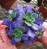 Best-selling 100pcs Japanese Succulents Seeds Rare Indoor Flower Mini Cactus Seeds fleshier plant Polygon flower seeds for sale