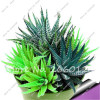 New! 20 P Colorful Cactus Rebutia Variety Mix Exotic Flowering Cacti Rare Cactus Aloe Seed Office Mini Plant Succulent Seed