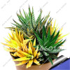 New! 20 P Colorful Cactus Rebutia Variety Mix Exotic Flowering Cacti Rare Cactus Aloe Seed Office Mini Plant Succulent Seed