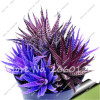 New! 20 P Colorful Cactus Rebutia Variety Mix Exotic Flowering Cacti Rare Cactus Aloe Seed Office Mini Plant Succulent Seed
