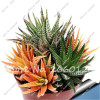 New! 20 P Colorful Cactus Rebutia Variety Mix Exotic Flowering Cacti Rare Cactus Aloe Seed Office Mini Plant Succulent Seed