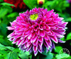 Free Shipping 100pcs Multi-Colored Dahlia Seeds bonsai flower plant seeds for home &amp; garden,#U4R4DS