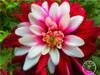 Free Shipping 100pcs Multi-Colored Dahlia Seeds bonsai flower plant seeds for home &amp; garden,#U4R4DS