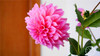 Free Shipping 100pcs Multi-Colored Dahlia Seeds bonsai flower plant seeds for home &amp; garden,#U4R4DS