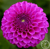 Free Shipping 100pcs Multi-Colored Dahlia Seeds bonsai flower plant seeds for home &amp; garden,#U4R4DS