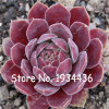 Free Shipping 100 Pcs Succulent Cactus Rebutia Variety Flowering Color Cacti Rare Cactus Seed Office Mini Plant Succulent Plant