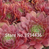 Free Shipping 100 Pcs Succulent Cactus Rebutia Variety Flowering Color Cacti Rare Cactus Seed Office Mini Plant Succulent Plant