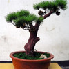 FREE SHIPPING 30pcs/Bag Japanese Pine Tree Seeds bonsai flower easy to plant DIY