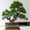 FREE SHIPPING 30pcs/Bag Japanese Pine Tree Seeds bonsai flower easy to plant DIY