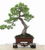 FREE SHIPPING 30pcs/Bag Japanese Pine Tree Seeds bonsai flower easy to plant DIY