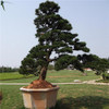 FREE SHIPPING 30pcs/Bag Japanese Pine Tree Seeds bonsai flower easy to plant DIY