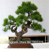 FREE SHIPPING 30pcs/Bag Japanese Pine Tree Seeds bonsai flower easy to plant DIY