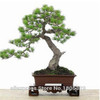 FREE SHIPPING 30pcs/Bag Japanese Pine Tree Seeds bonsai flower easy to plant DIY
