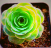 Hot 200pcs/bag mix lithops seeds rare succulent seeds Ass flower seeds Pseudotruncatella Living Stone bonsai mini home garden OF