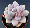 Hot 200pcs/bag mix lithops seeds rare succulent seeds Ass flower seeds Pseudotruncatella Living Stone bonsai mini home garden OF