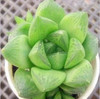Hot 200pcs/bag mix lithops seeds rare succulent seeds Ass flower seeds Pseudotruncatella Living Stone bonsai mini home garden OF
