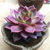Hot 200pcs/bag mix lithops seeds rare succulent seeds Ass flower seeds Pseudotruncatella Living Stone bonsai mini home garden OF