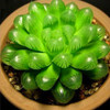 Hot 200pcs/bag mix lithops seeds rare succulent seeds Ass flower seeds Pseudotruncatella Living Stone bonsai mini home garden OF